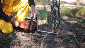 How Our Tree Care Process Works  in Norwich, NY